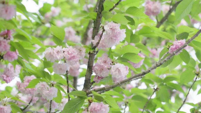 4K调色+灰片春日粉色山樱花和绿叶蓝天