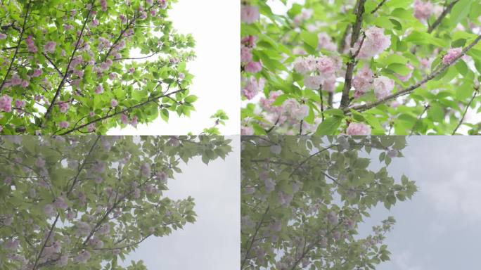 4K调色+灰片春日粉色山樱花和绿叶蓝天