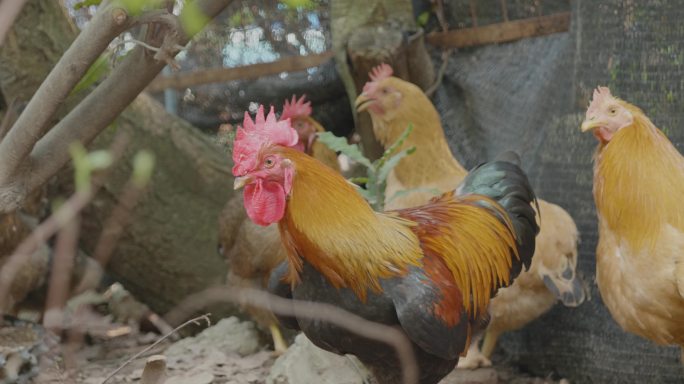 农村环境走地鸡养鸡4K 60帧高清实拍