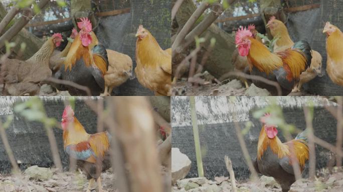 农村环境走地鸡养鸡4K 60帧高清实拍