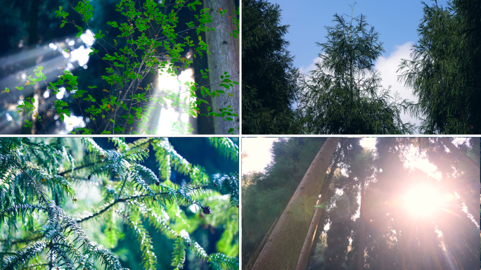 森林晨雾阳光自然植物大树木材丛林丁达尔