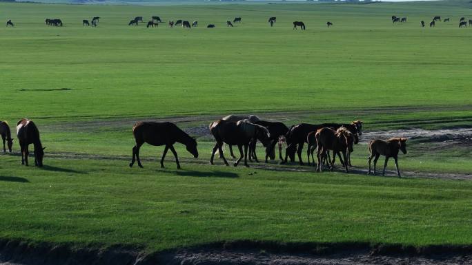 马群吃草草地放牧背光