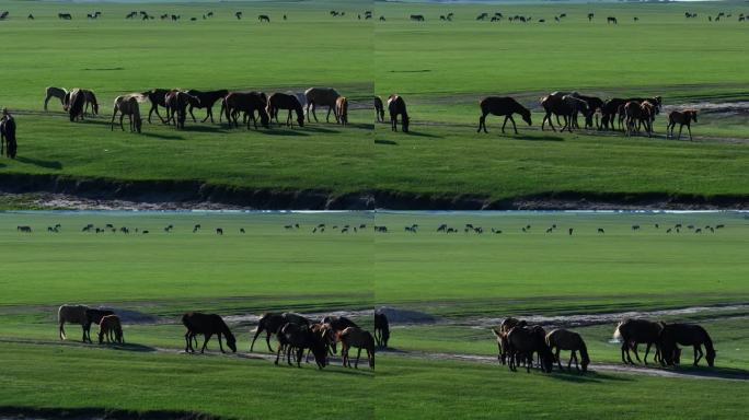 马群吃草草地放牧背光
