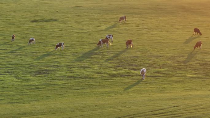 航拍草原夕阳牛群吃草