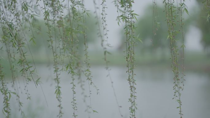 灰片原始素材柳树下雨 垂柳下雨 雨天