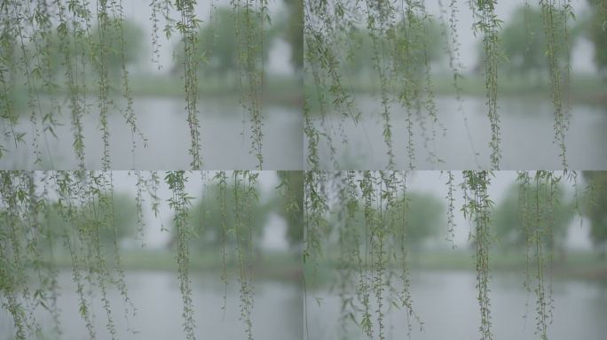灰片原始素材柳树下雨 垂柳下雨 雨天