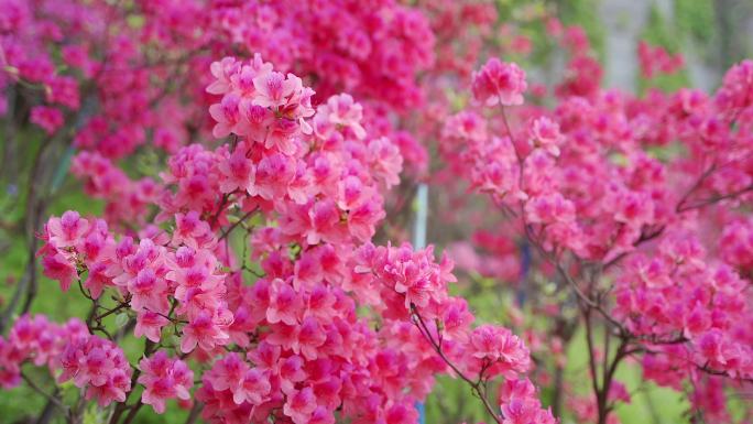 杜鹃花映山红