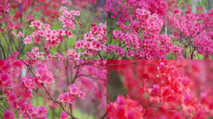 杜鹃花映山红