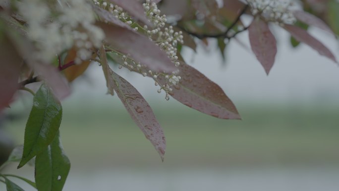 灰片原始素材下雨 雨水 树枝上的雨水