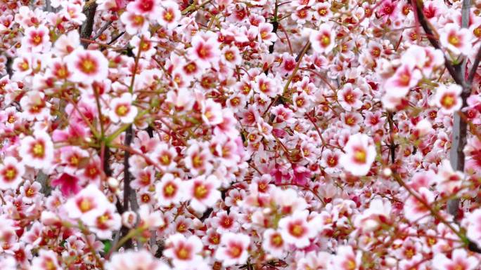 油桐花 春天 花海 赏花