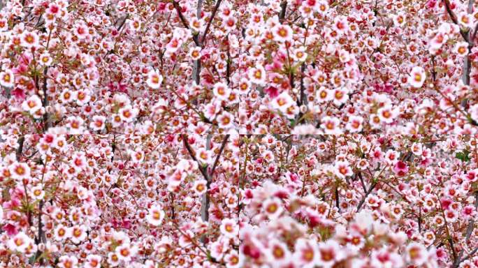 油桐花 春天 花海 赏花