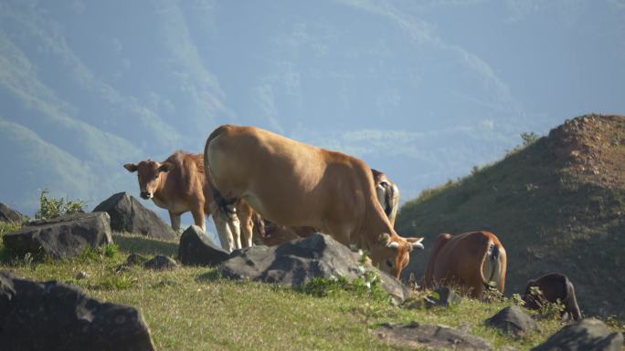 牛牲畜养殖高山草地畜牧业