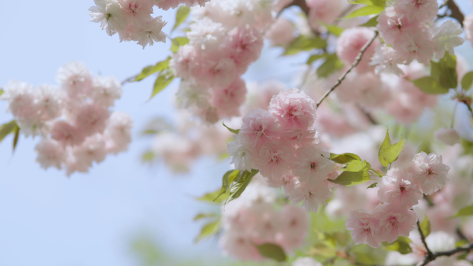 樱花 晚樱 春天 鲜花 阳光 唯美樱花