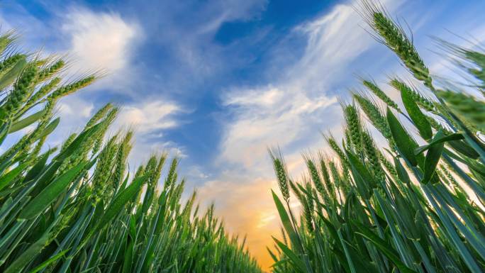 小麦麦穗麦田天空蓝天白云夕阳西下的延时