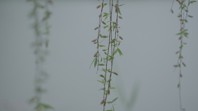 灰片原始素材柳树下雨 垂柳下雨 雨天