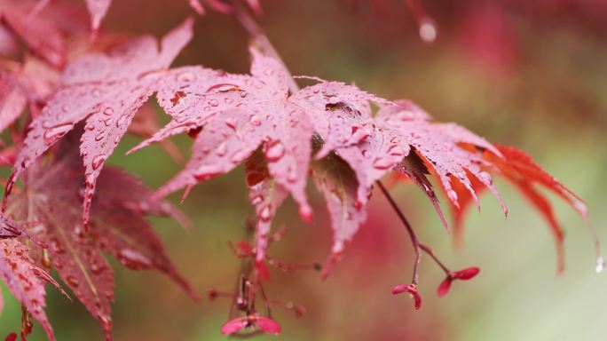 下雨天挂着雨滴随风摇曳的红枫特写