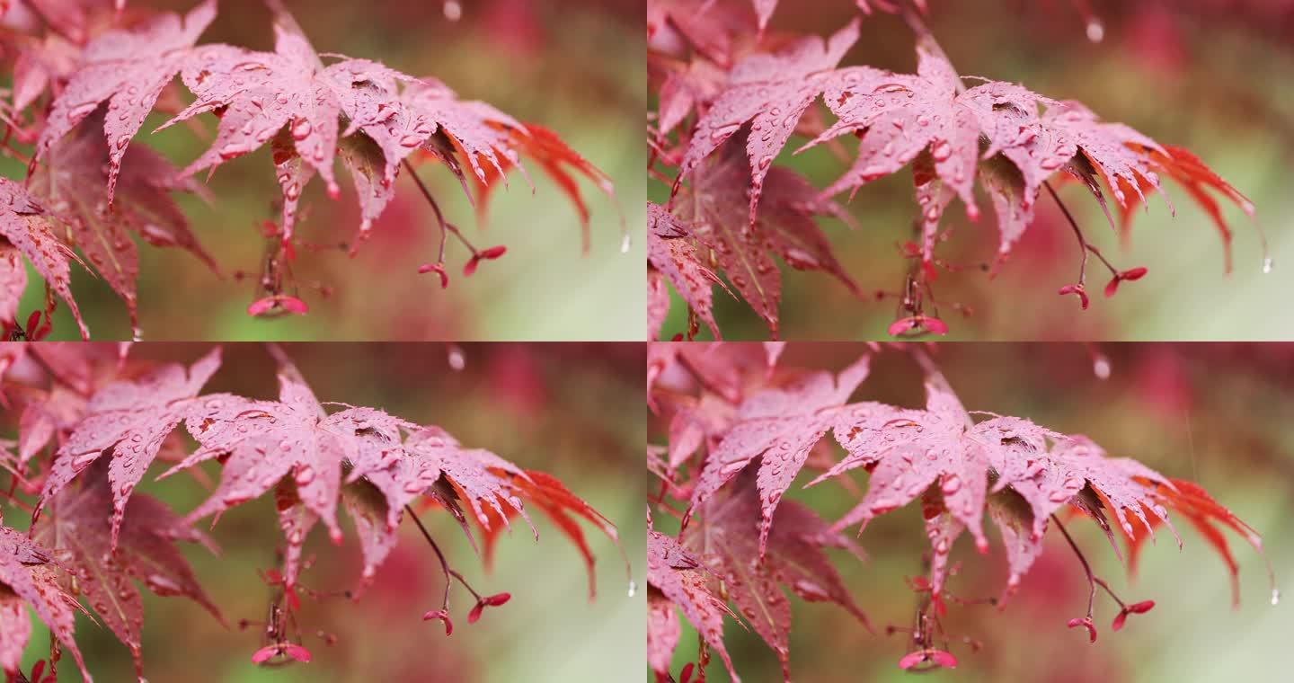 下雨天挂着雨滴随风摇曳的红枫特写