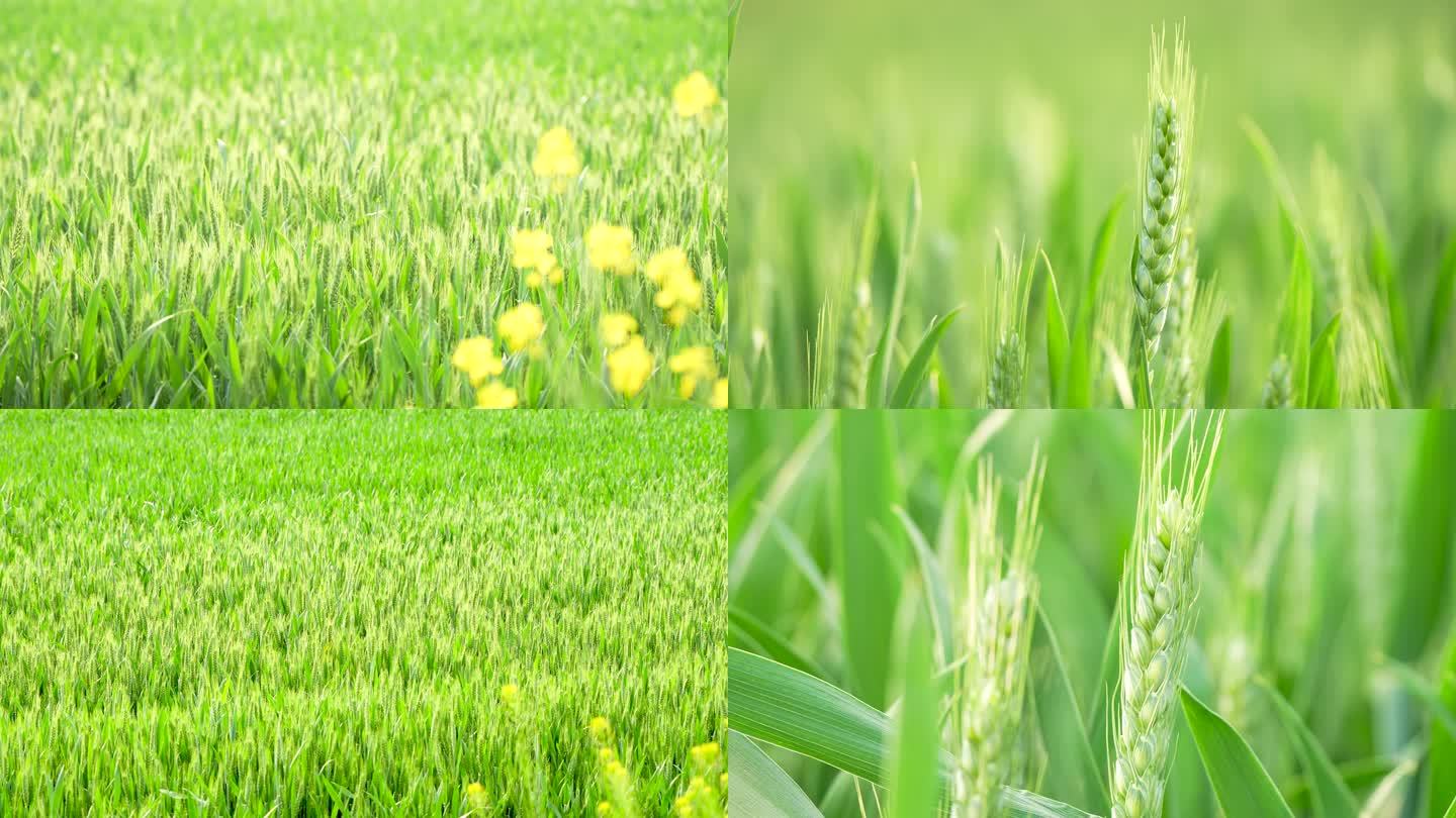 农业小麦