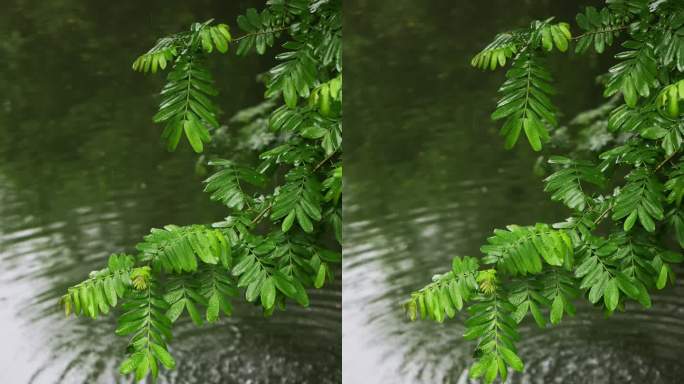 雨水雨滴落在湖面溅起水花波纹竖版竖屏