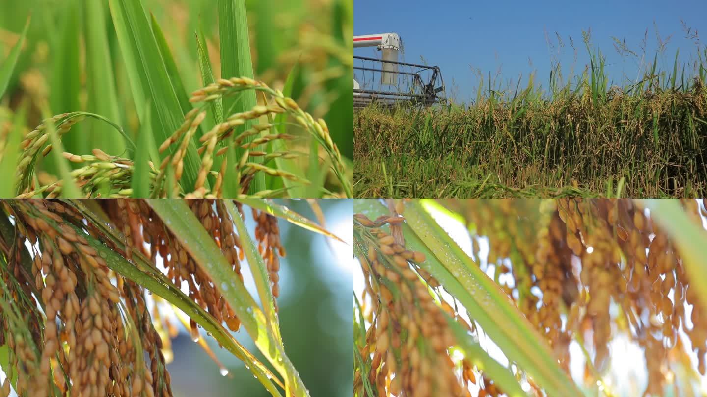 水稻丰收农机机械收割水稻特写