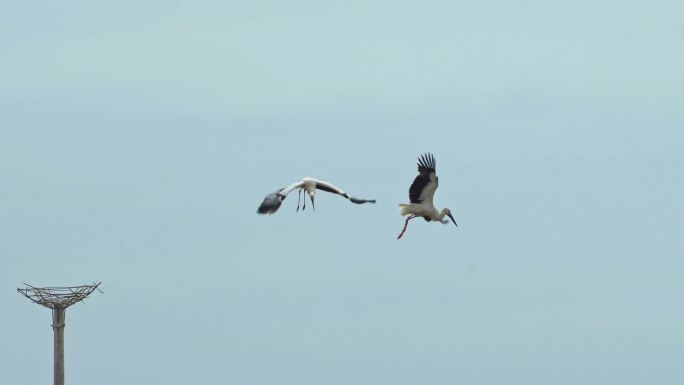 东方白鹳繁衍交配生态湿地鸟类