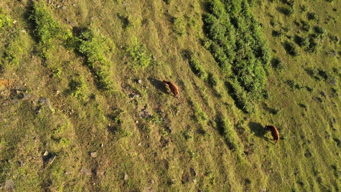 牛牲畜养殖高山草地畜牧业