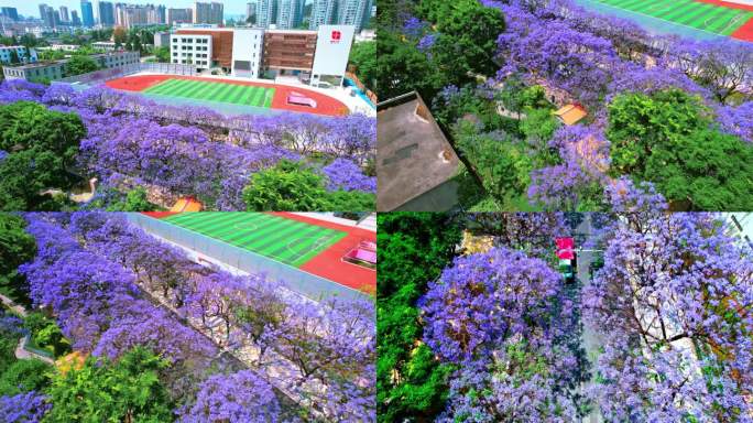 昆明莲花小学、学校、街道、蓝花楹航拍素材