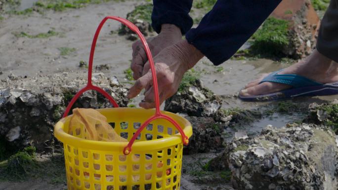 海边沙滩渔民挖海蛎