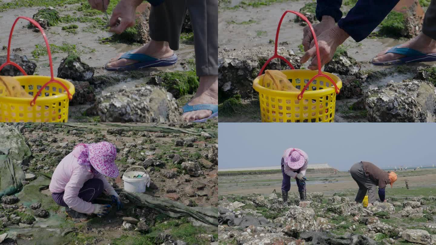 海边沙滩渔民挖海蛎