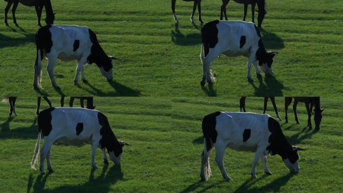 牛吃草背光