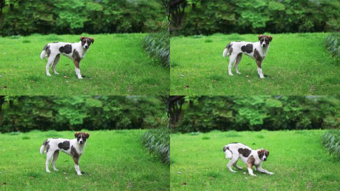 下雨天草地上一只受到惊吓的狗流浪狗