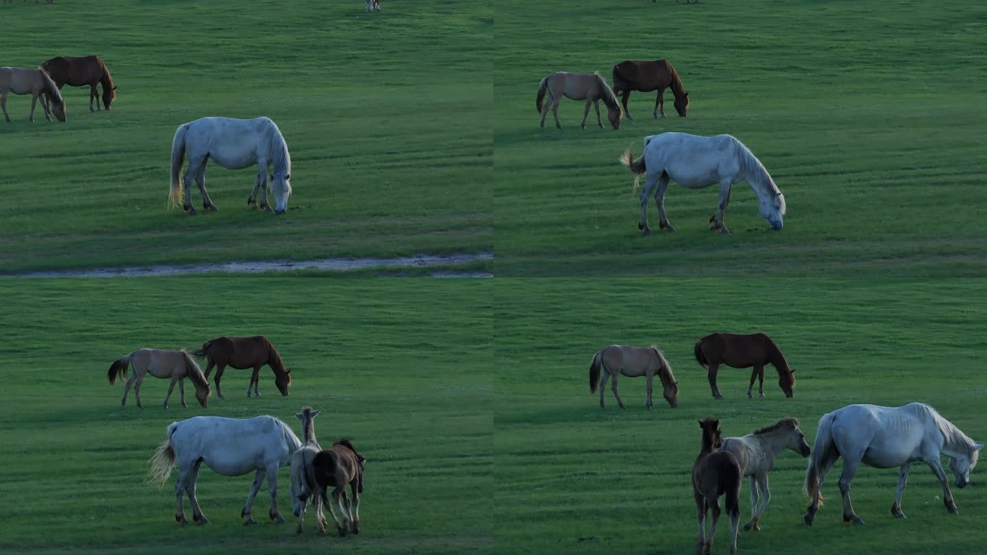 白马吃草大草原航拍