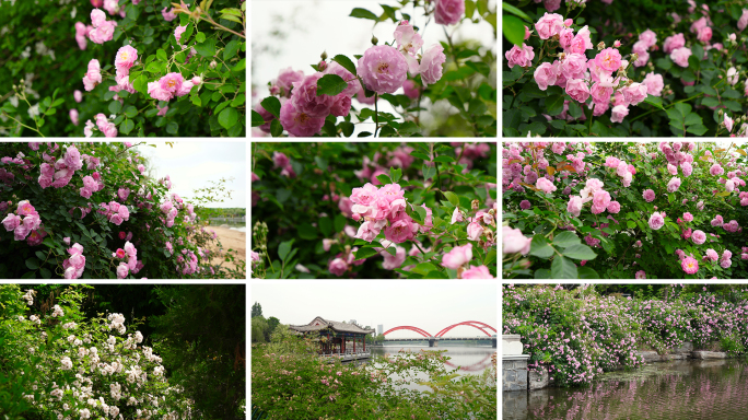 粉色蔷薇花玫瑰春天鲜花花开园林花瓣