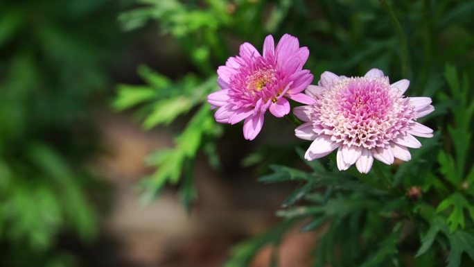 小花迎风摇动