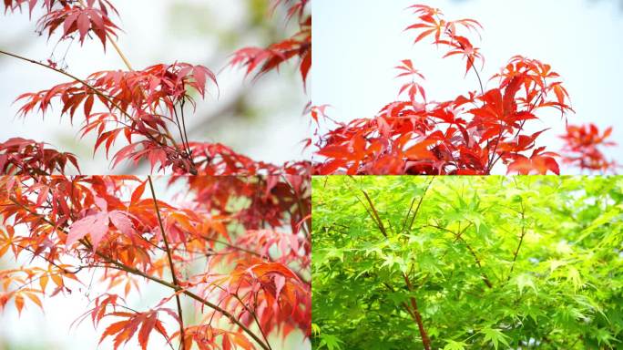红枫 五角枫 红色红叶 苗木 经济作物