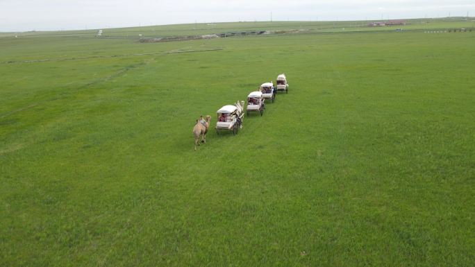 草原景区旅游骆驼航拍