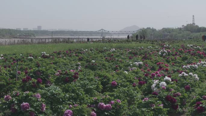 济南黄河鹊华楼牡丹花