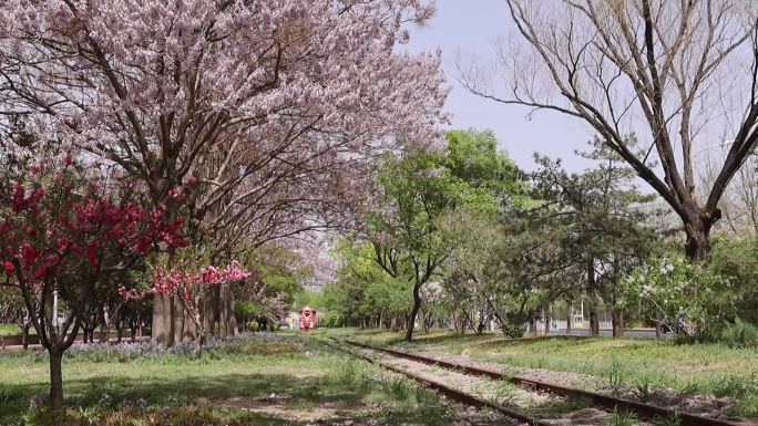 高清实拍北京西郊机场油罐车和春天的泡桐花