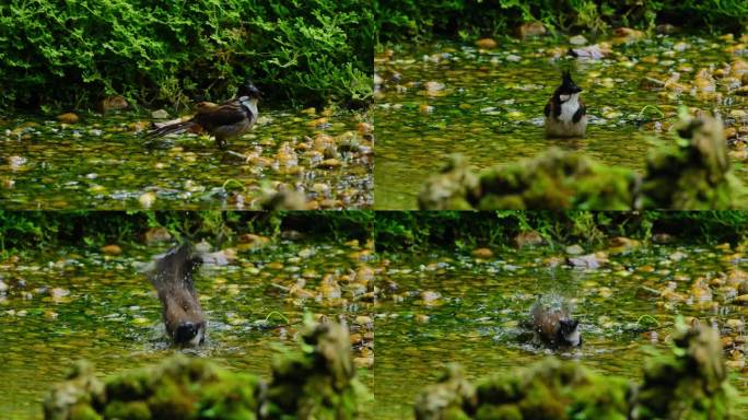 红耳鹎小鸟水池小溪河边洗澡梳理羽毛