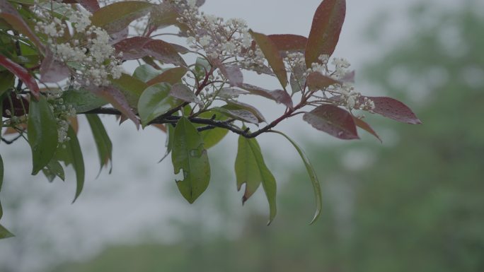 灰片原始素材下雨 雨水 树枝上的雨水