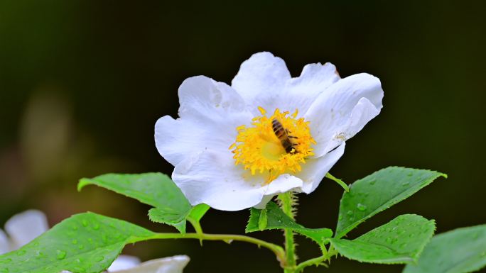 金樱子花上的蜜蜂采蜜