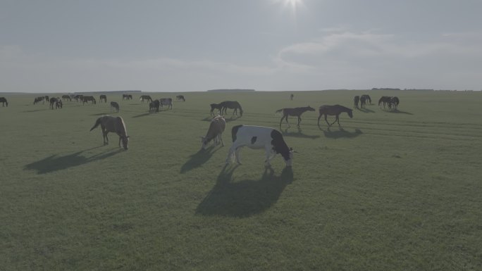 牛群吃草牧场蓝天白云阳光