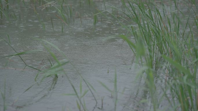 灰片原始素材池塘 下雨 池塘下雨