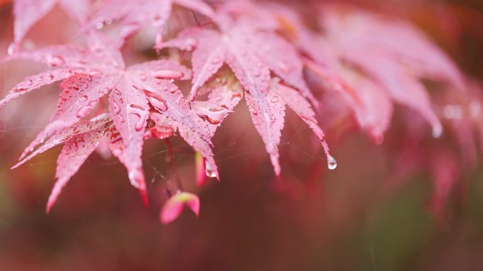 下雨天挂着雨滴随风摇曳的红枫特写竖屏