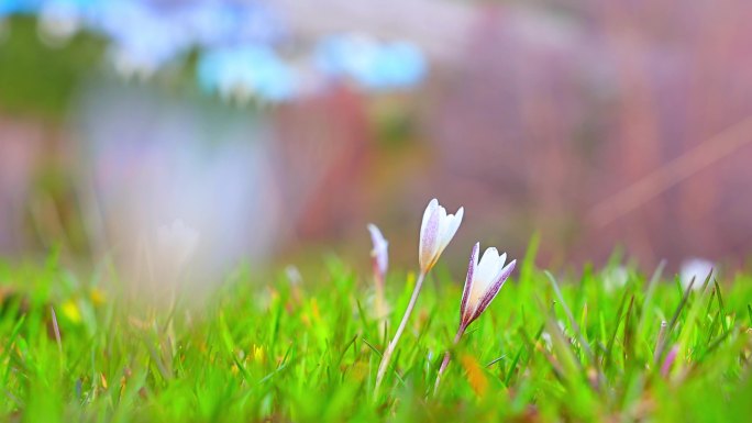 伊犁草原 白番红花 春季 春花雪山草原