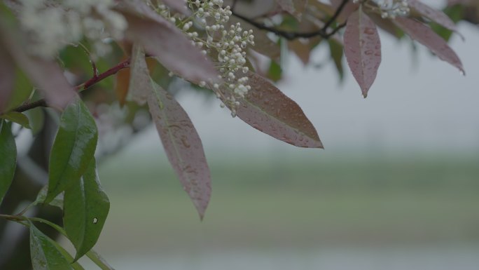 灰片原始素材下雨 雨水 树枝上的雨水