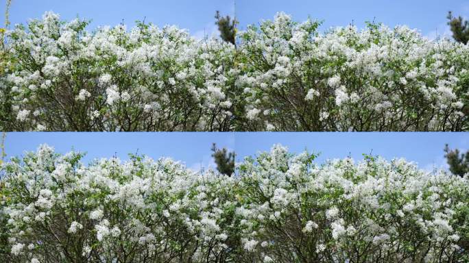 漂亮的丁香花