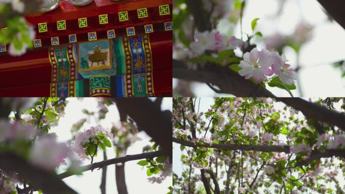 中式院落 海棠花 春天