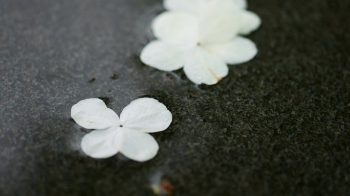 雨水打在掉落地面的白色花瓣上