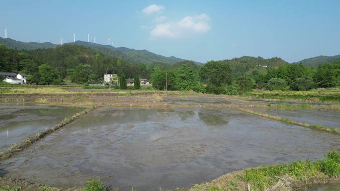 舒适唯美乡间稻田风光